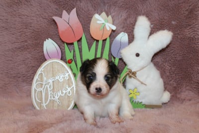 Les chiots de Epagneul nain Continental (Papillon)