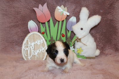 Les chiots de Epagneul nain Continental (Papillon)