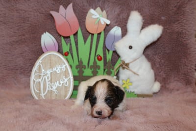 Les chiots de Epagneul nain Continental (Papillon)