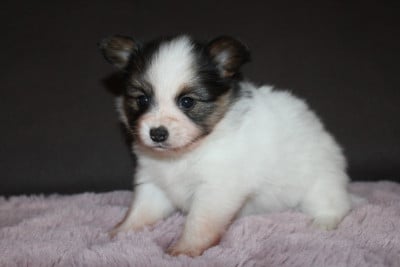Les chiots de Epagneul nain Continental (Papillon)