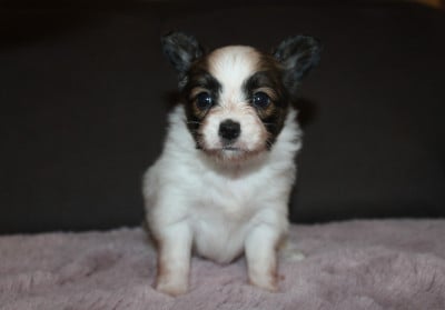 Les chiots de Epagneul nain Continental (Papillon)