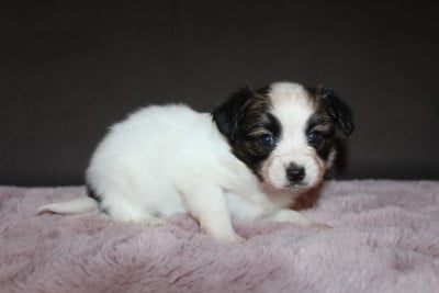 Les chiots de Epagneul nain Continental (Papillon)