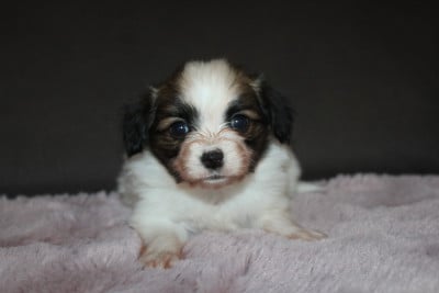 Les chiots de Epagneul nain Continental (Papillon)