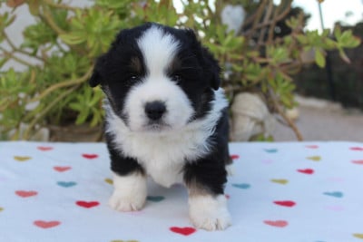 Les chiots de Berger Américain Miniature 