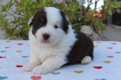 Les chiots de Berger Américain Miniature 