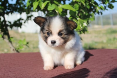 Les chiots de Epagneul nain Continental (Papillon)