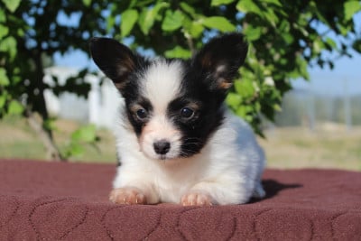 Les chiots de Epagneul nain Continental (Papillon)