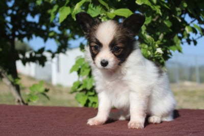 Les chiots de Epagneul nain Continental (Papillon)
