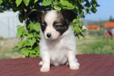 Les chiots de Epagneul nain Continental (Papillon)