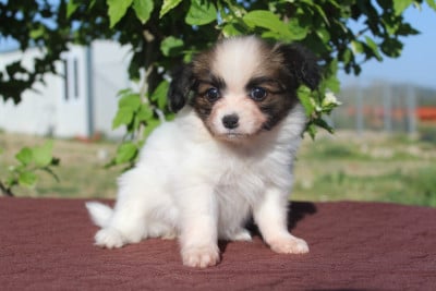 Les chiots de Epagneul nain Continental (Papillon)