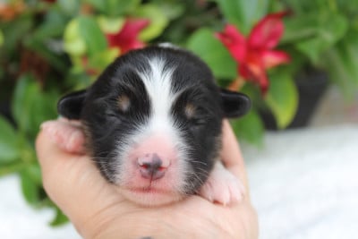 Les chiots de Berger Américain Miniature