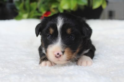 Les chiots de Berger Américain Miniature 