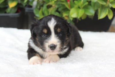 Les chiots de Berger Américain Miniature 