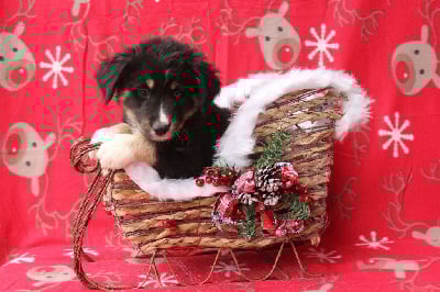 Les chiots de Berger Américain Miniature