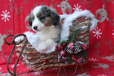 Les chiots de Berger Américain Miniature 