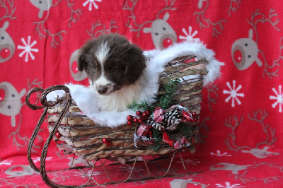 Les chiots de Berger Américain Miniature 