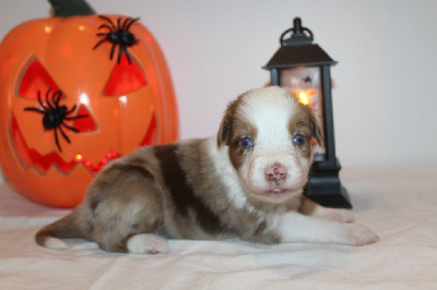 Les chiots de Berger Américain Miniature