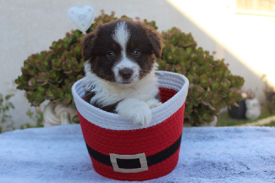Les chiots de Berger Américain Miniature 