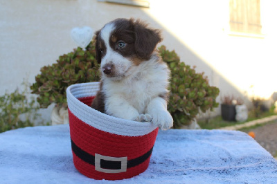 Les chiots de Berger Américain Miniature 
