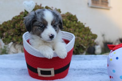 Les chiots de Berger Américain Miniature 