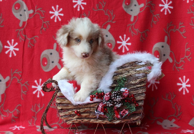 Les chiots de Berger Américain Miniature 