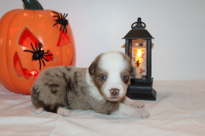 Les chiots de Berger Américain Miniature