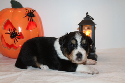 Les chiots de Berger Américain Miniature