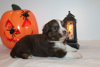 Les chiots de Berger Américain Miniature