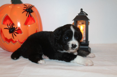 Les chiots de Berger Américain Miniature