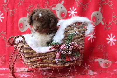 Les chiots de Berger Américain Miniature