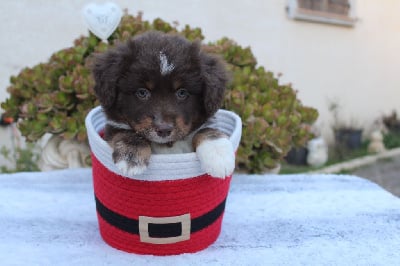 Les chiots de Berger Américain Miniature 
