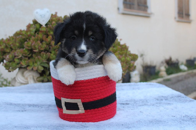Les chiots de Berger Américain Miniature 