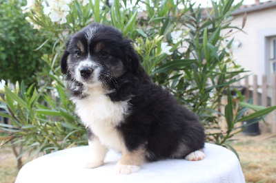 Berger Américain Miniature