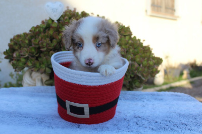 Les chiots de Berger Américain Miniature 