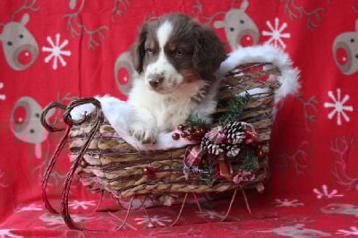 Les chiots de Berger Américain Miniature