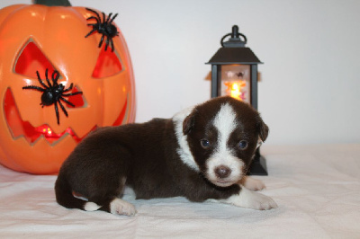 Les chiots de Berger Américain Miniature