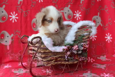 Les chiots de Berger Américain Miniature