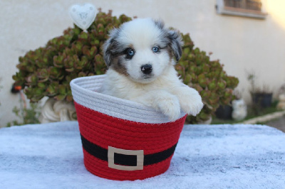 Les chiots de Berger Américain Miniature 