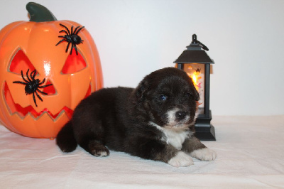Les chiots de Berger Américain Miniature