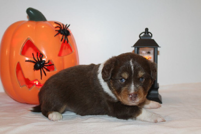Les chiots de Berger Américain Miniature