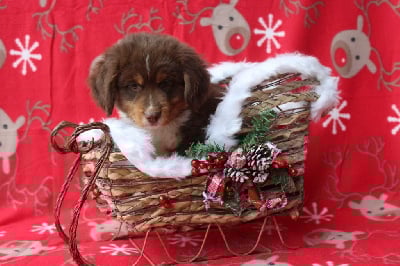 Les chiots de Berger Américain Miniature