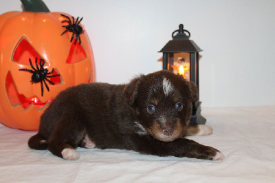 Les chiots de Berger Américain Miniature