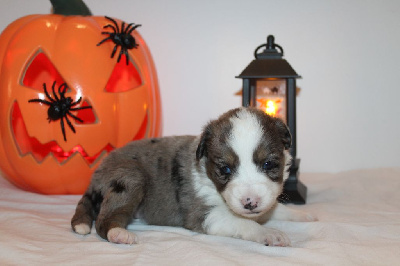Les chiots de Berger Américain Miniature