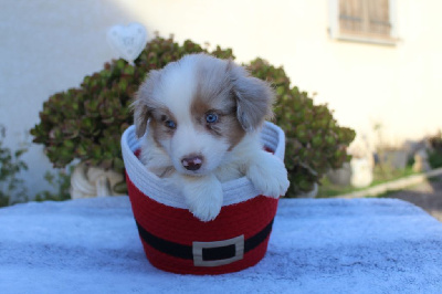Les chiots de Berger Américain Miniature 