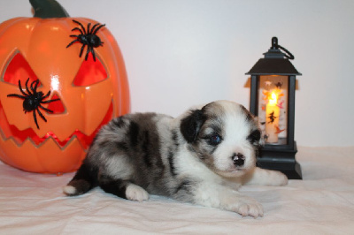 Les chiots de Berger Américain Miniature