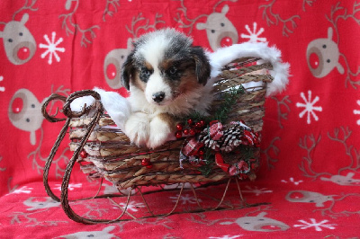 Les chiots de Berger Américain Miniature 