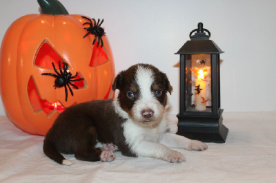 Les chiots de Berger Américain Miniature