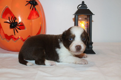 Les chiots de Berger Américain Miniature