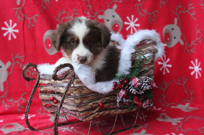 Les chiots de Berger Américain Miniature 