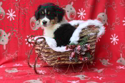 Les chiots de Berger Américain Miniature